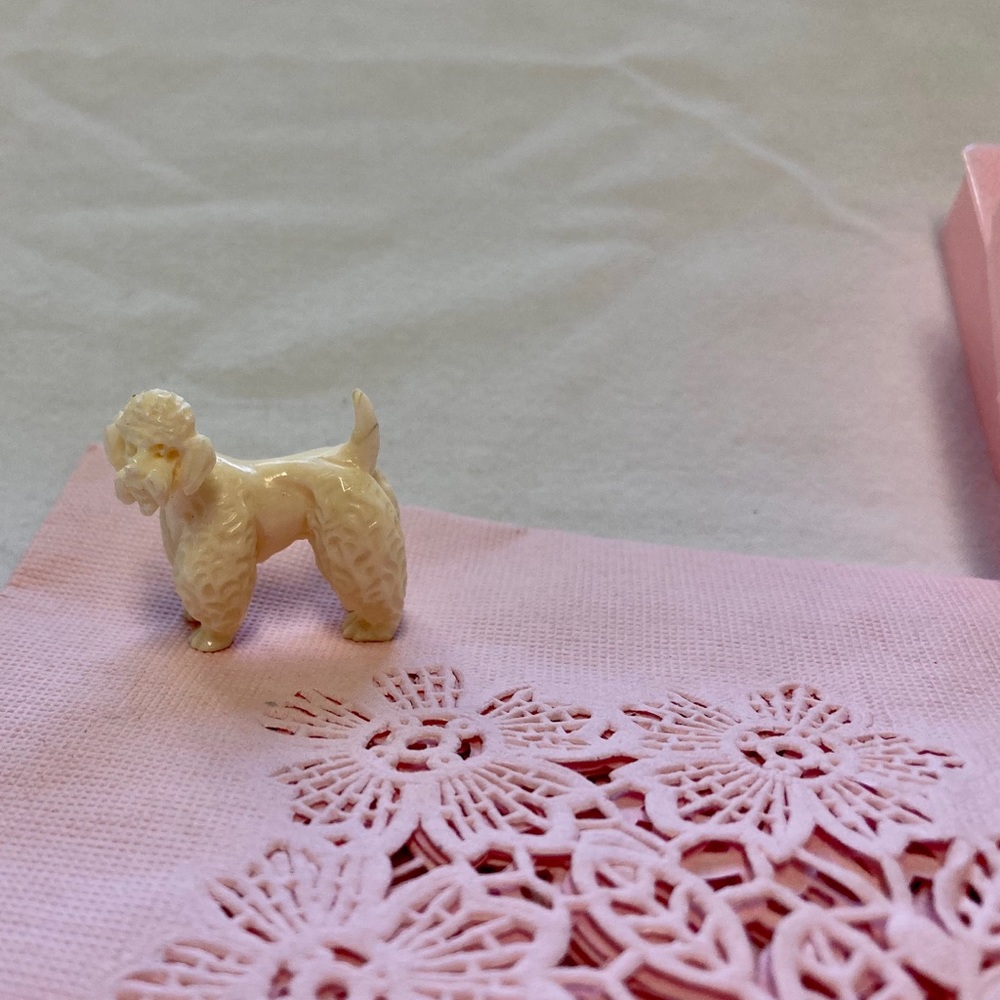 Beautiful Ivory French Poodle